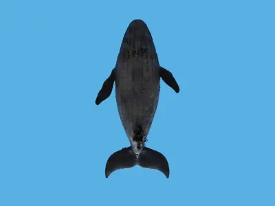 CGI Whale with option to add retractable birdlike wings Low-poly 3D model