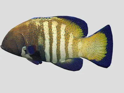 Coral Grouper Realistic Animated Low-poly 3D model