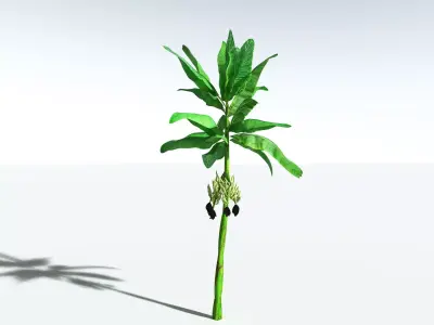 EVERYPlant Banana Plant LowPoly Low-poly 3D model