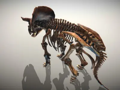 Animated Triceratops Skeleton Low-poly 3D model