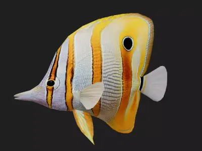 Butterflyfish Low-poly 3D model