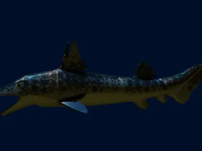 Hybodus shark Low-poly 3D model