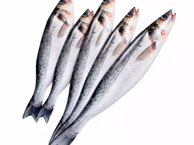 Seabass Fish 3D model