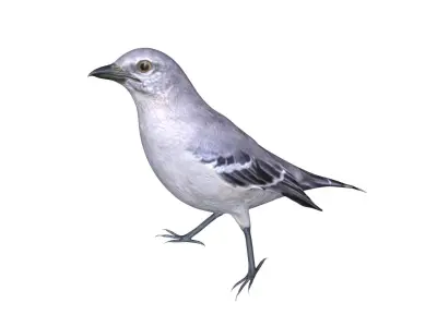 Mocking bird Low-poly 3D model