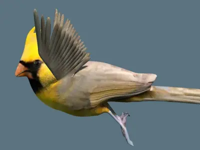 cardinal animated 3D model