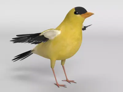 Goldfinch Bird 3D model