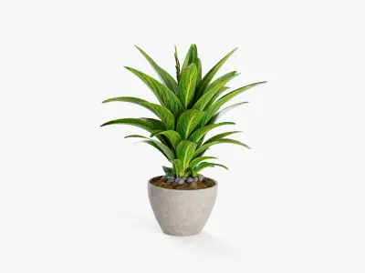 Plant 5 3D model
