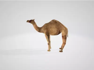 Camel Low-poly 3D model