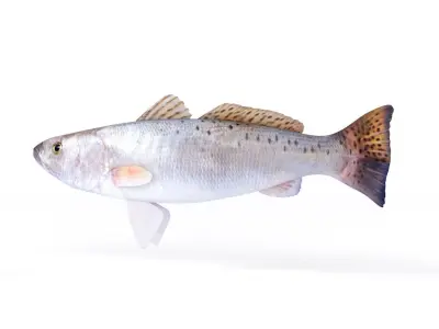 Spotted Seatrout Fish 3D model