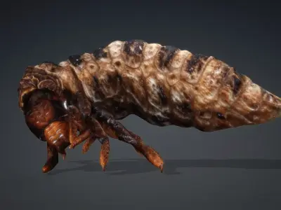 Larval-V1c 3D model