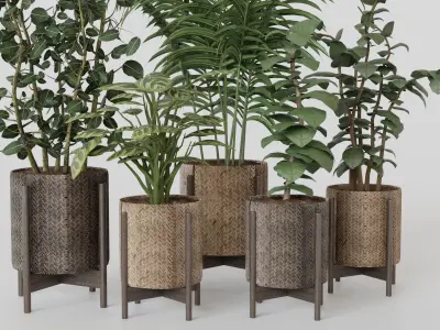 Pots with Plants 3D model