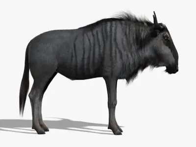 Wildebeest (FUR) (RIGGED) 3D model