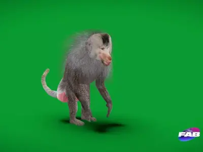 Hamadryas Baboon Monkey Free 3D model