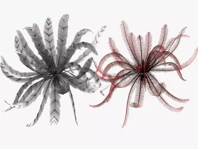 Feather Stars Low-poly 3D model