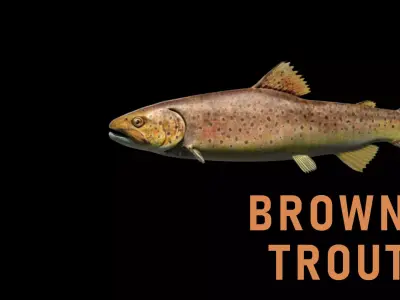 Brown Trout Low-poly 3D model