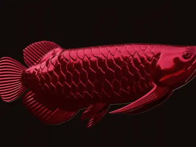 Arrowana Model for 3d printing Free 3D print model