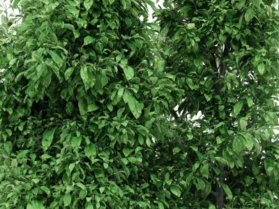 4diffrent tree Sour wood Spring 4 trees Models in the scene Free 3D model