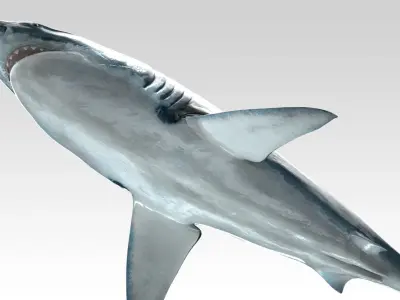 Great White Shark - Octane Support Low-poly 3D model