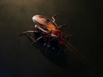 Realistic Cockroach 3D Model Rigged and PBR Textured 3D model