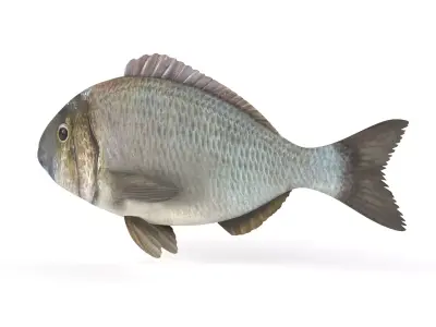 Bream Fish 3D model