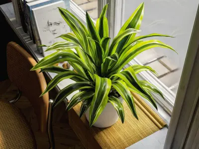  Dracaena Potted Plant Model, Lemon Lime 