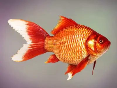 Fish Cyprinus Carpio Low-poly 3D model