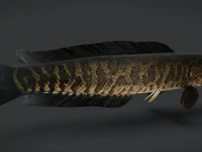 Snakehead fish Animated 3D model