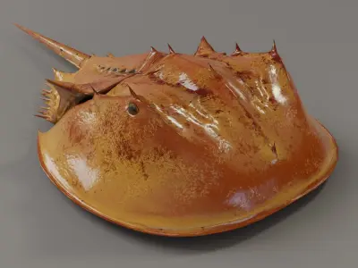 Horseshoe Crab Red Low-poly 3D model