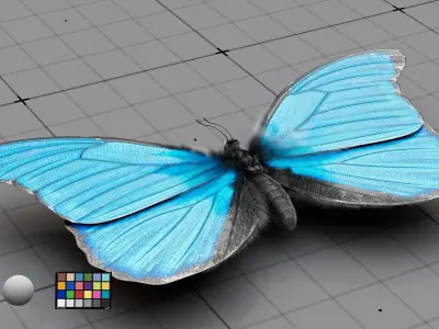 The Blue Morpho butterfly  3D model