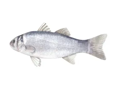 Fish Collection 3D model