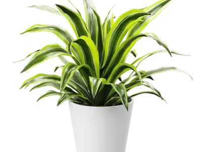  Dracaena Potted Plant Model, Lemon Lime 
