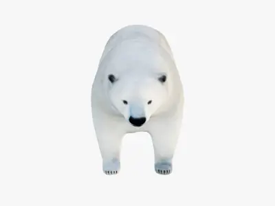 Polar Bear Free 3D model