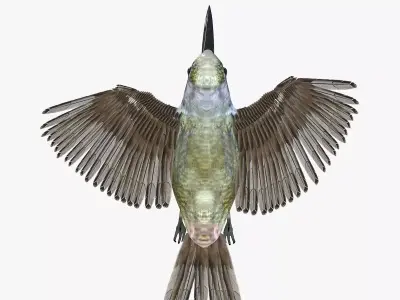 Hummingbird rigged 3d model Low-poly 3D model