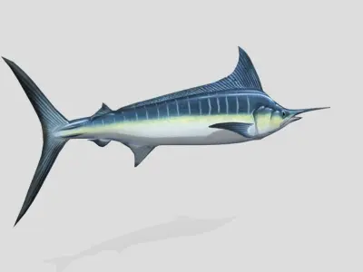 Blue Marlin  Realistic Animated Low-poly 3D model