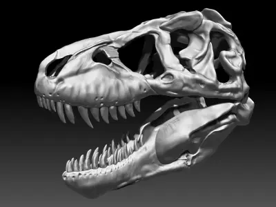 Dinosaur Tyrannosaurus Rex SUE Skull Set 3D model