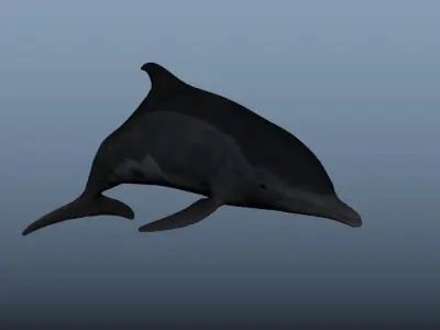 Steno Dolphin Animated Low poly Low-poly 3D model