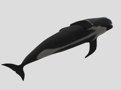 Long finned pilot whale Animated Low-poly Low-poly 3D model