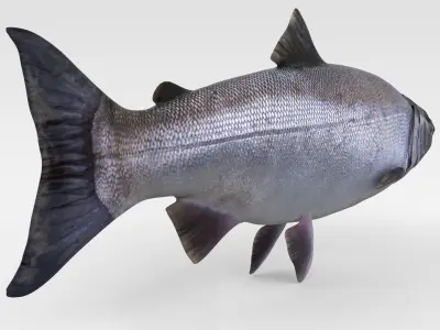 Salmon Fish 3D model