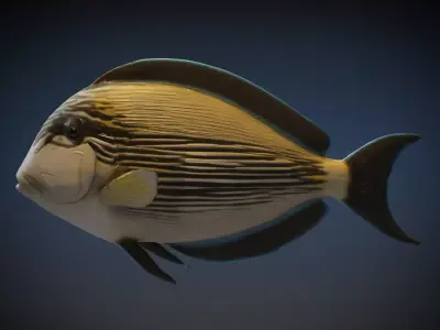  Sohal Surgeonfish 3D model