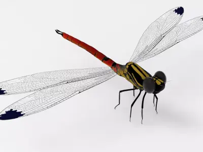 Fiery Jewel dragonfly 3D model