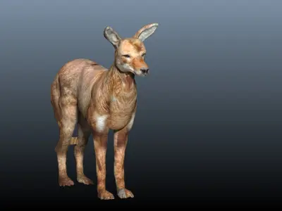 ethiopian wolf  3D model