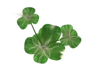 Pistia plant 3D model