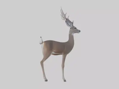 White-tailed deer Low-poly 3D model