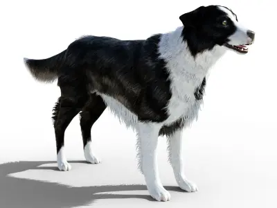 Border Collie Dog Fur And Rigged Low-poly 3D model