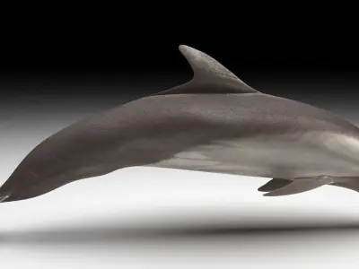 Dolphin Bottlenose 3D model