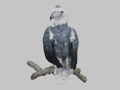 3D Harpy Eagle Model Low-poly 3D model