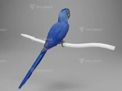 Hyacinth Macaw Character Animation - Blender 3D model