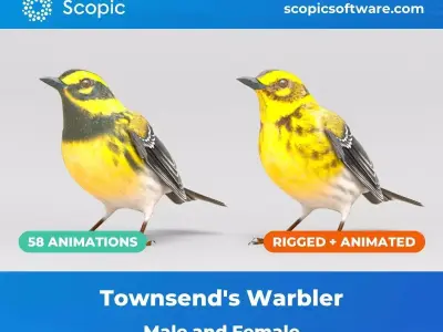 3D Bird Pack Townsends Warbler Male and Female Low-poly 3D model