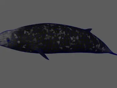 Cuvier Whale - Animated  Low-poly 3D model