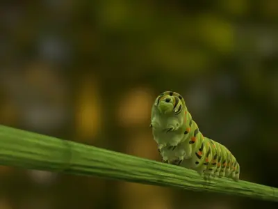 Siesta Swallowtail Caterpillar Low-poly 3D model